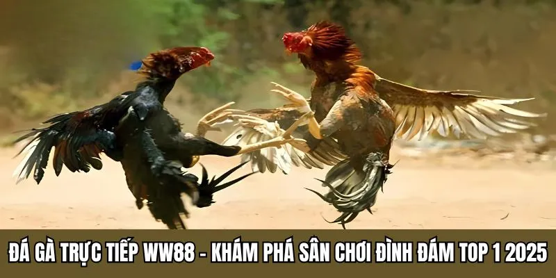 đá gà trực tiếp WW88
