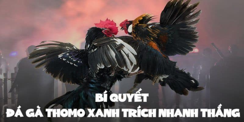 Bí quyết chơi đá gà Thomo xanh trích nhanh thắng từ các chuyên gia