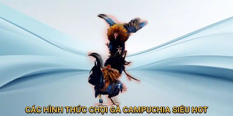 Tổng hợp các hình thức chọi gà Campuchia khó cưỡng