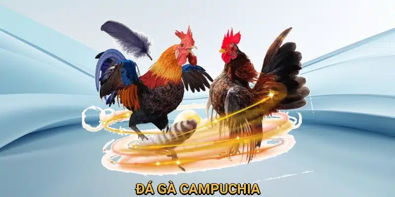 Đá gà Campuchia