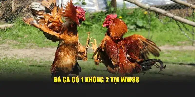 Đá gà có 1 không 2 tại WW88