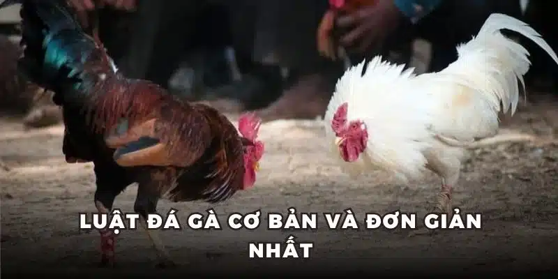 Luật đá gà cơ bản và đơn giản nhất