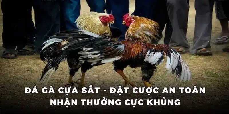 Đá gà cựa sắt