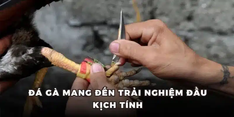 Đá gà mang đến trải nghiệm đầu kịch tính