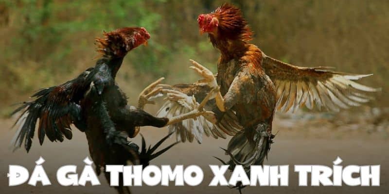 Đá gà thomo xanh trích