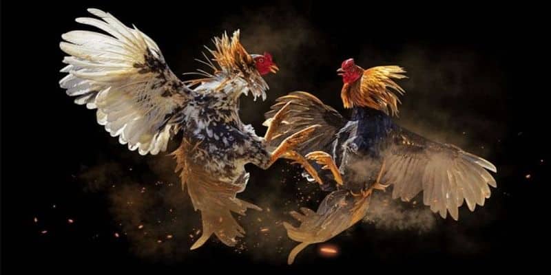 Tổng quan những nét chính về đá gà cựa dao