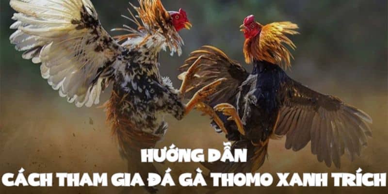 Hướng dẫn cách tham gia đặt cược đá gà Thomo xanh trích