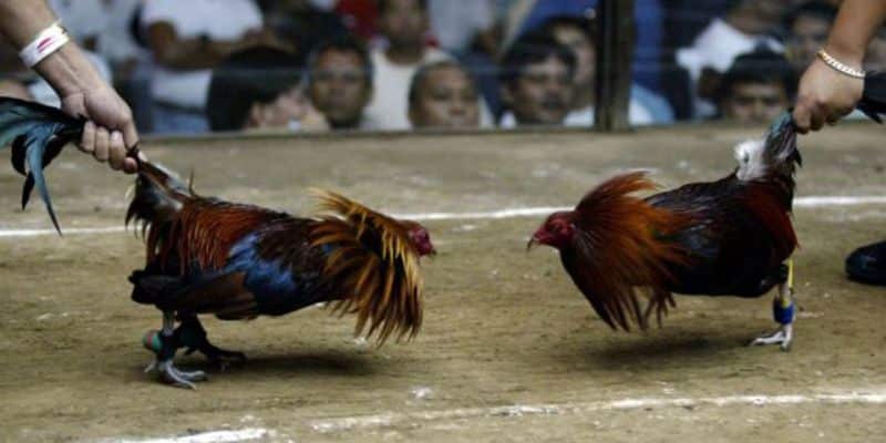 Bí quyết đặt cược đá gà cựa dao siêu chuẩn xác