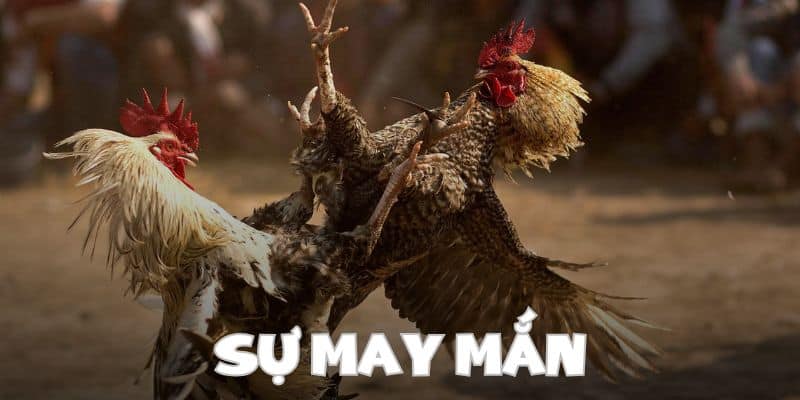 Sự may mắn luôn đồng hành với đá gà Thomo xanh trích