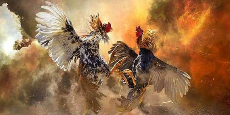 Ưu điểm nổi trội tại đá gà cựa dao